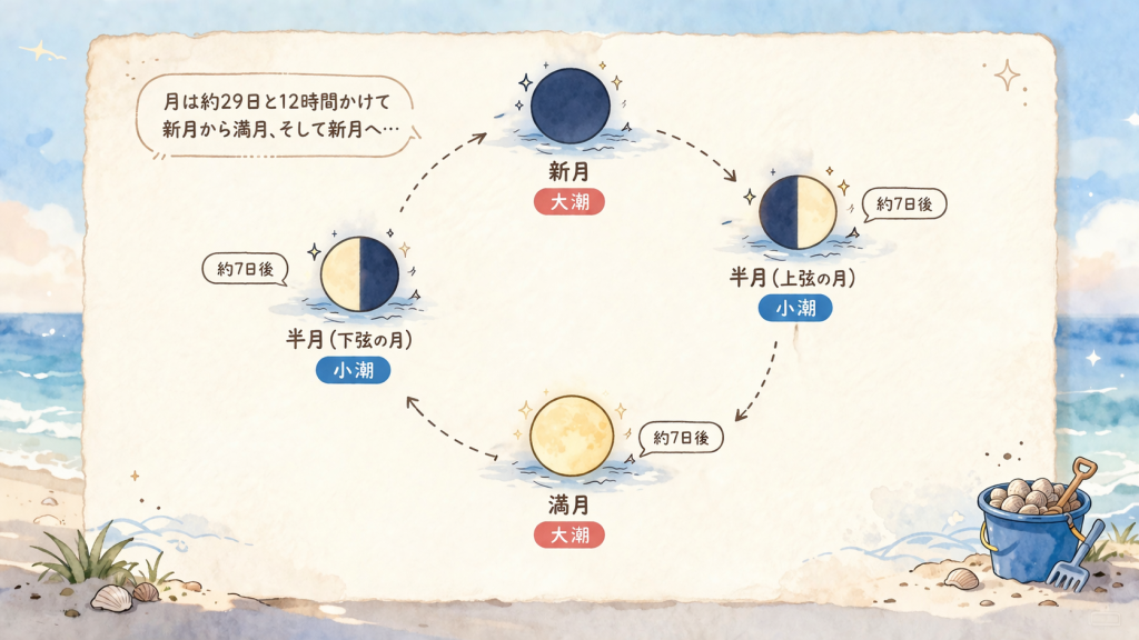 月と潮のサイクル図