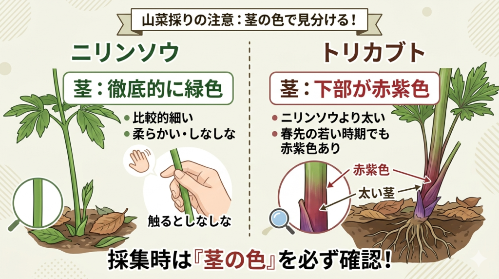 ニリンソウとトリカブトの違い