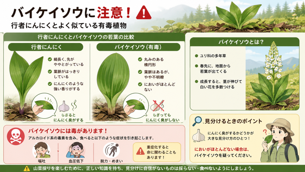 バイケイソウと行者にんにくの見分け方