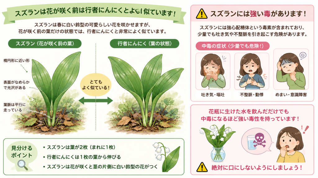 スズランと行者にんにくの見分け方