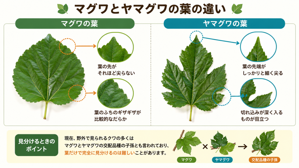マグワとヤマグワの葉の特徴比較