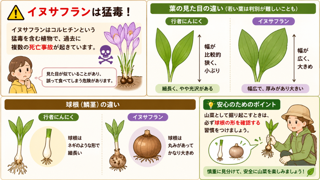 イヌサフランと行者にんにく