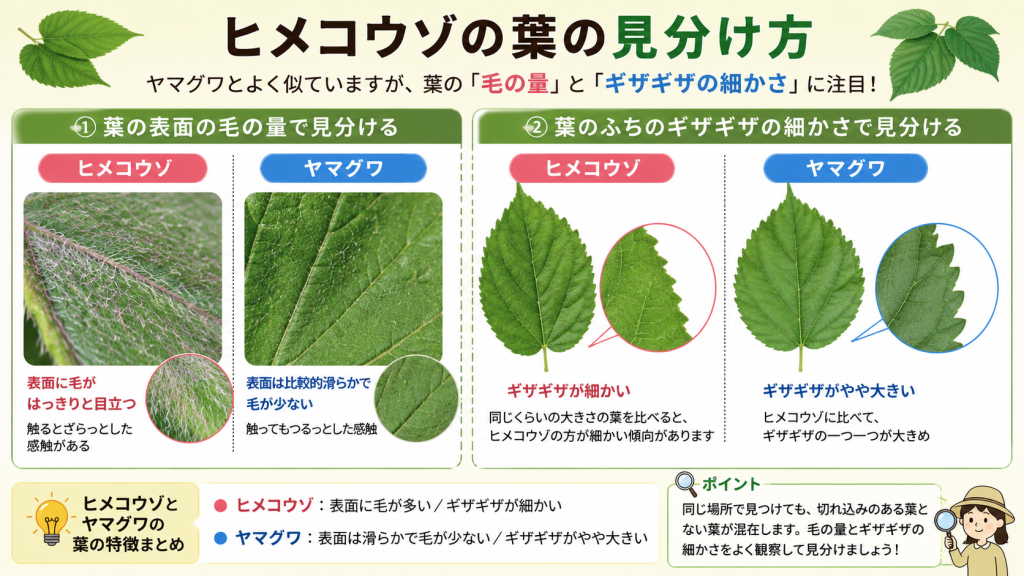 ヒメコウゾとヤマグワの葉の見分け方